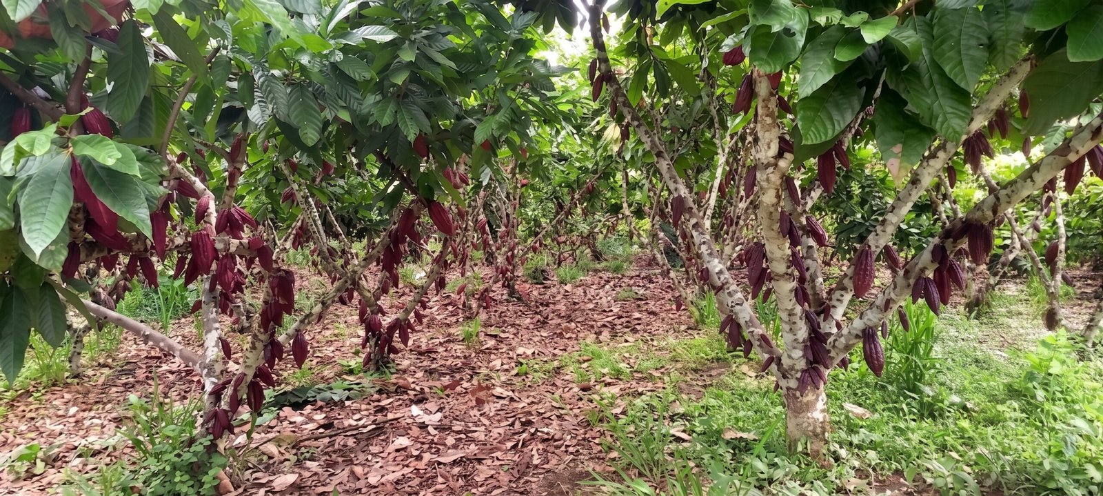 Paisaje de la Selva Central