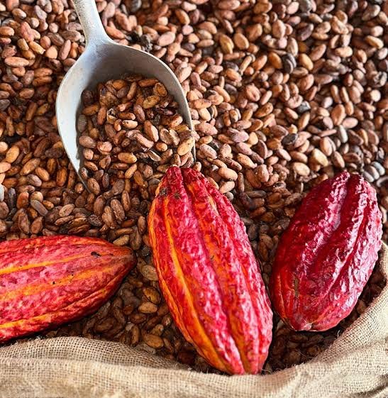 Cacao Tostado