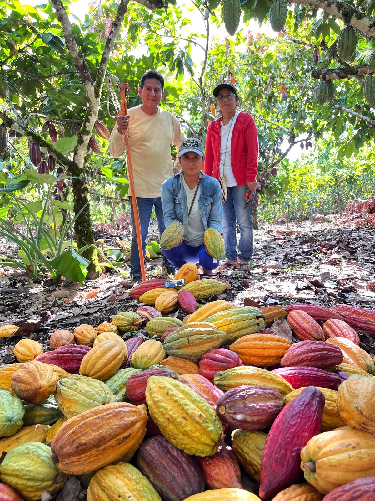 Cacao nativo y criollo