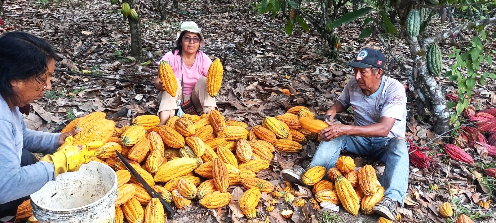 Manos trabajando el Cacao