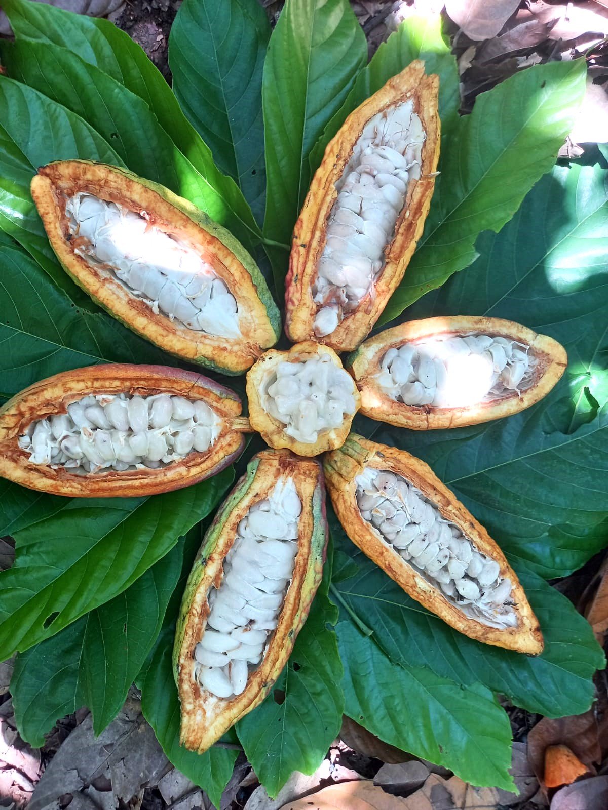 Esencia de Cacao