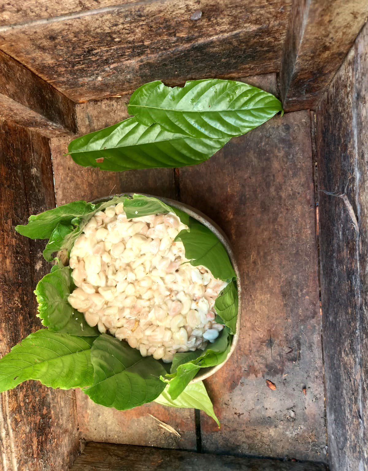 Fermentación y Secado
