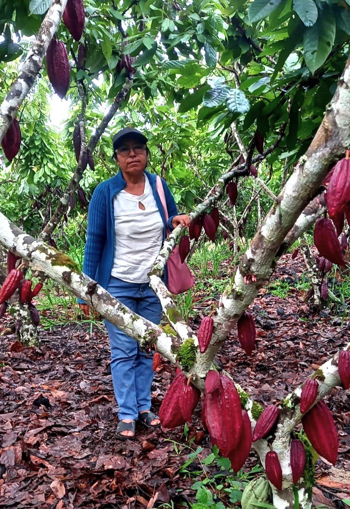 Cacao en su entorno natural
